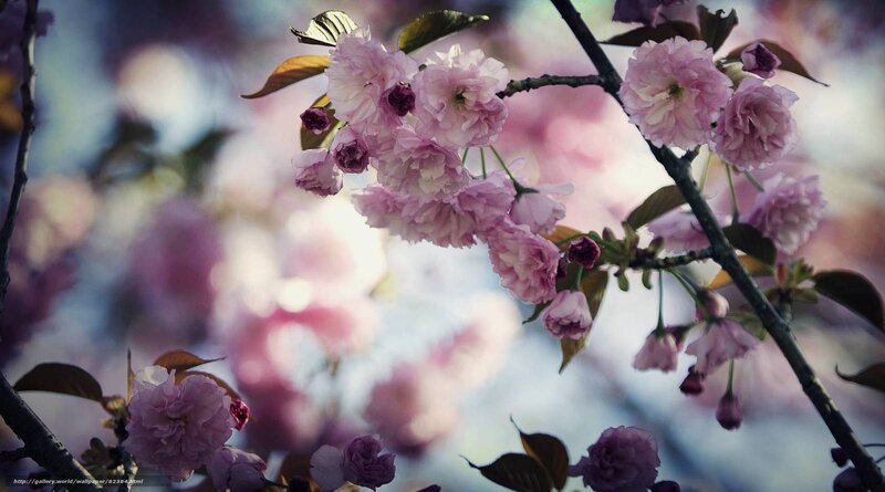 Pink Cherry Blossoms — Serene, Spring, Photograph, Branch, Flowers