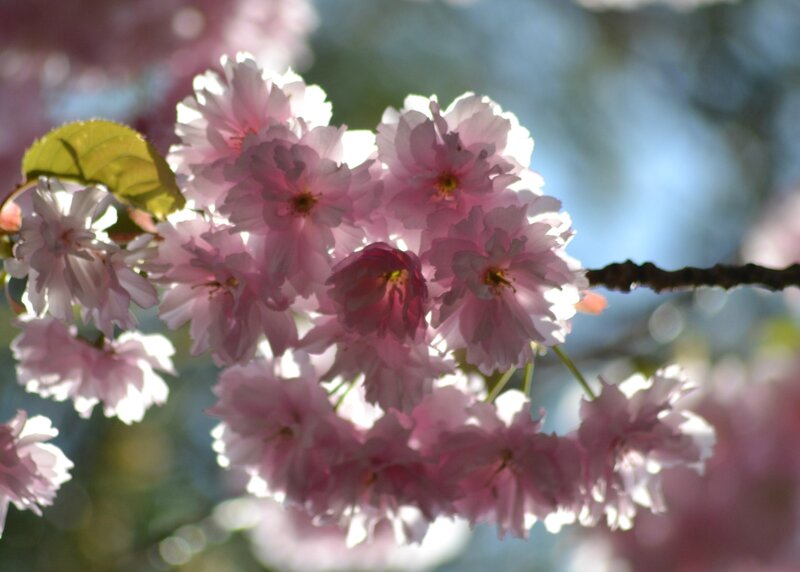Pink Cherry Blossoms — Serene, Spring, Photograph, Branch, Leaf