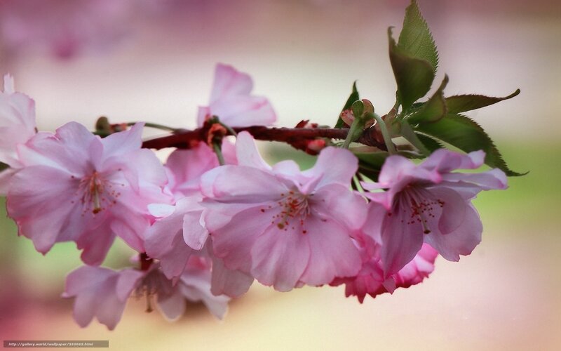 Pink Cherry Blossoms — Serene, Spring, Photograph, Branch, Leaves, Flowers