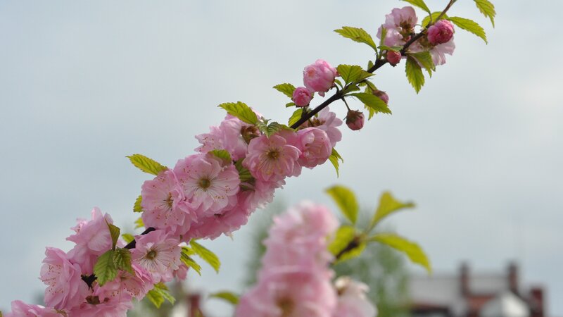 Pink Cherry Blossoms — Serene, Spring, Photograph, Branch, Leaves, Sky, Green, Gray