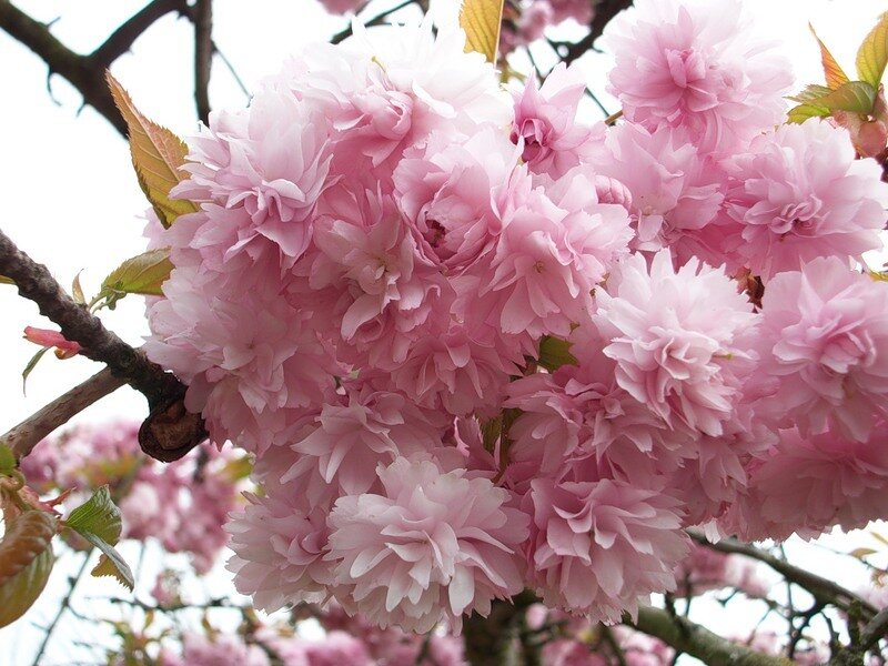 Pink Cherry Blossoms — Serene, Spring, Photograph, Branch, Leaves