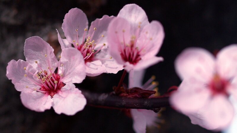 Pink Cherry Blossoms — Serene, Spring, Photograph, Branch, Petals, Stamen, Black