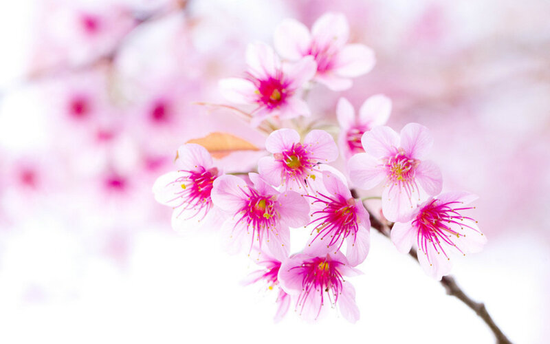 Pink Cherry Blossoms — Serene, Spring, Photograph, Branch, Petals