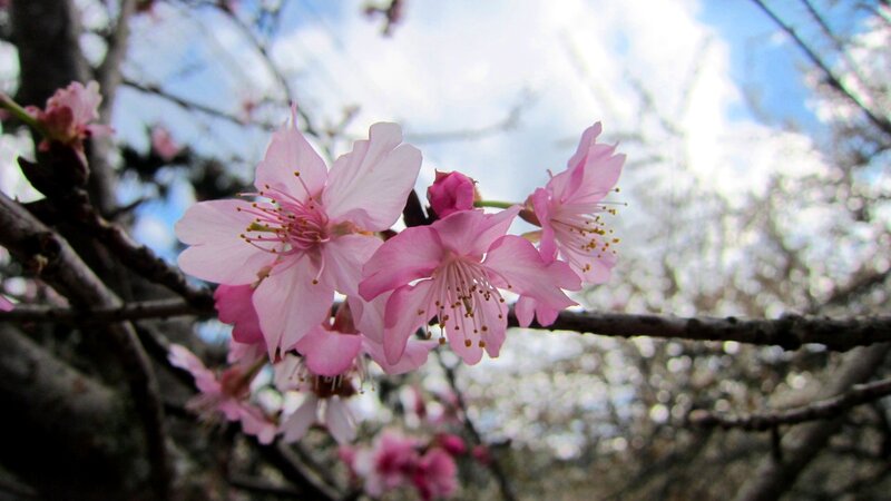 Pink Cherry Blossoms — Serene, Spring, Photograph, Branch, Sky, Clouds
