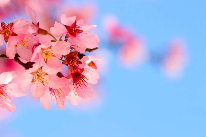Pink Cherry Blossoms — Serene, Spring, Photograph, Branch, Sky