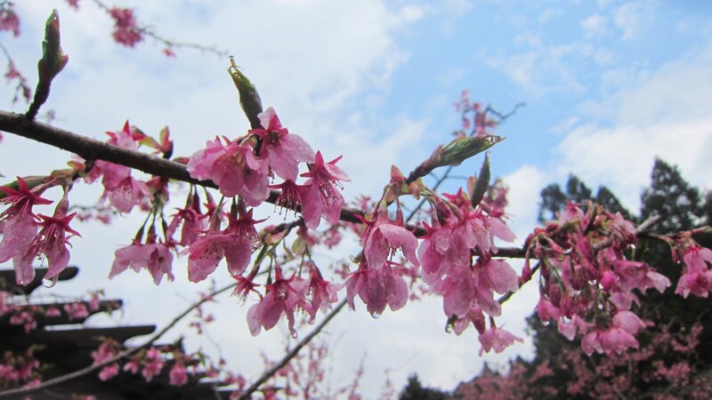 Pink Cherry Blossoms — Serene, Spring, Photograph, Branch, Sky, Trees