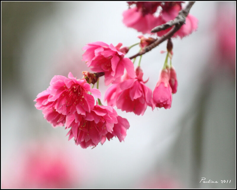 Pink Cherry Blossoms — Serene, Spring, Photograph, Branch