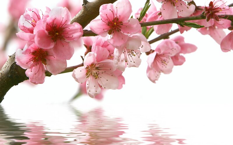 Pink Cherry Blossoms — Serene, Spring, Photograph, Branch, Water, Reflection