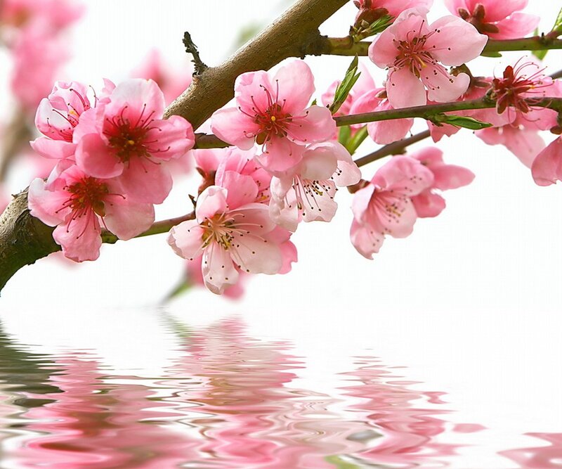 Pink Cherry Blossoms — Serene, Spring, Photograph, Branch, Water