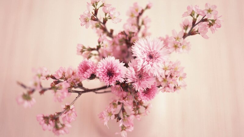 Pink Cherry Blossoms — Serene, Spring, Photograph, Branches, Background