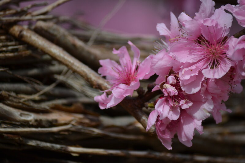 Pink Cherry Blossoms — Serene, Spring, Photograph, Branches, Blossom