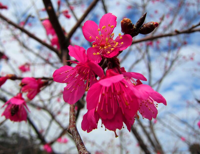 Pink Cherry Blossoms — Serene, Spring, Photograph, Branches, Buds, Sky