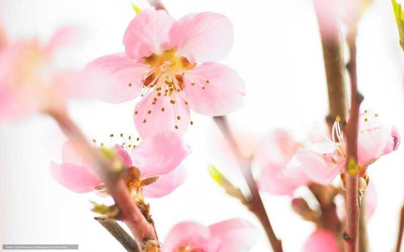 Pink Cherry Blossoms — Serene, Spring, Photograph, Branches, Buds, Stamen