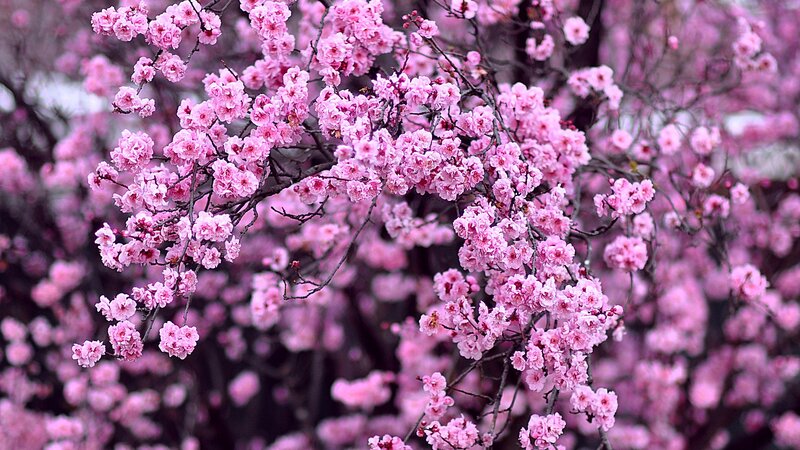 Pink Cherry Blossoms — Serene, Spring, Photograph, Branches, Flowers, Bloom