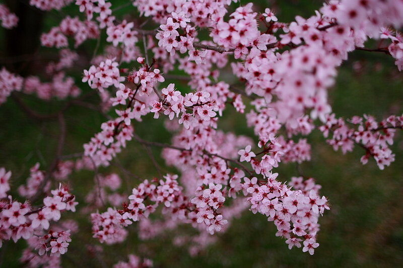 Pink Cherry Blossoms — Serene, Spring, Photograph, Branches, Flowers, Green Background