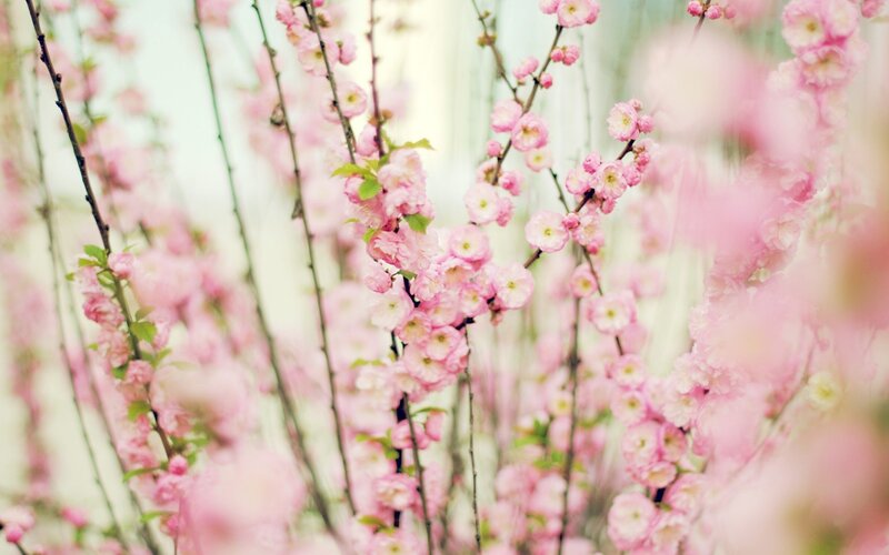 Pink Cherry Blossoms — Serene, Spring, Photograph, Branches, Flowers, Leaves, Green, White