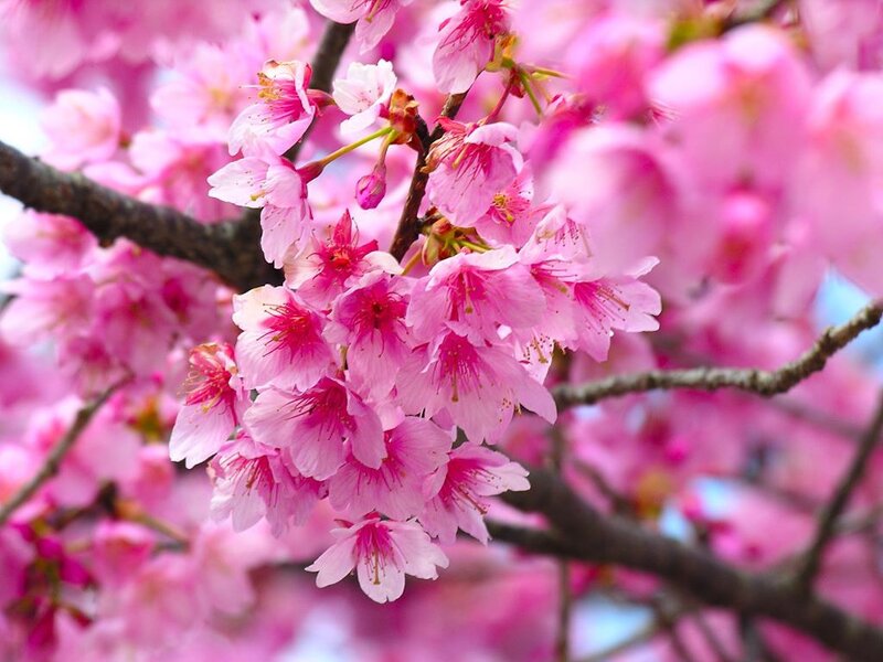 Pink Cherry Blossoms — Serene, Spring, Photograph, Branches, Flowers, Sky