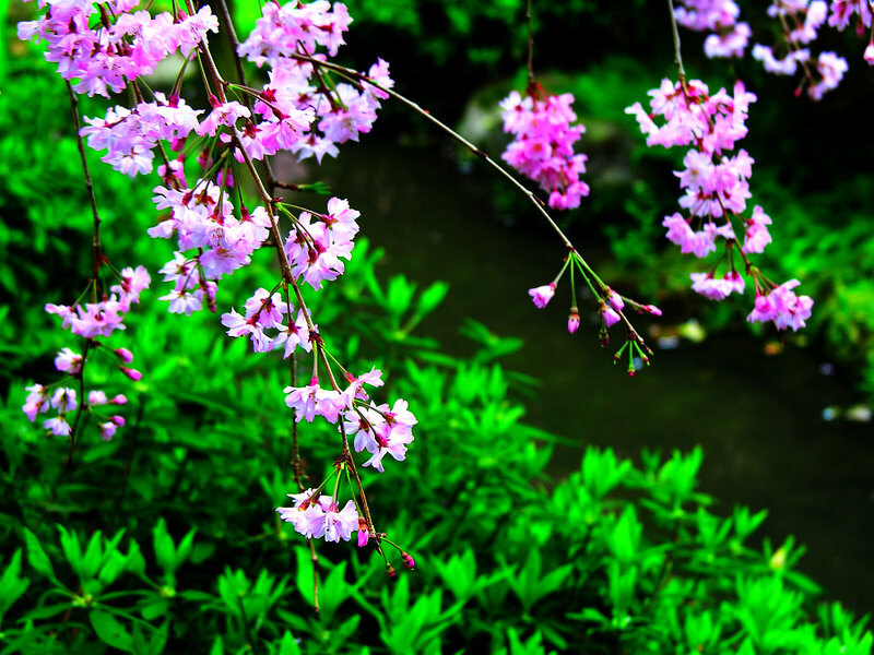 Pink Cherry Blossoms — Serene, Spring, Photograph, Branches, Flowers, Stream