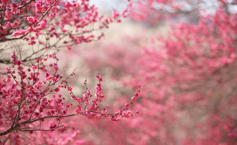 Pink Cherry Blossoms — Serene, Spring, Photograph, Branches, Flowers
