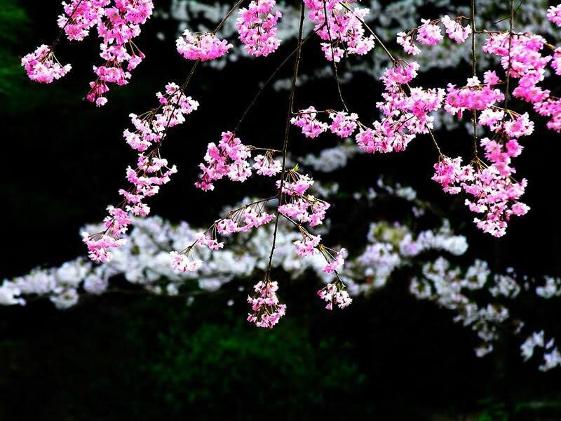 Pink Cherry Blossoms — Serene, Spring, Photograph, Branches, Flowers, Trees