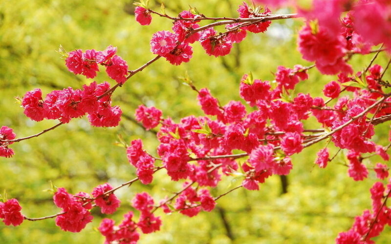 Pink Cherry Blossoms — Serene, Spring, Photograph, Branches, Leaves, Green Background