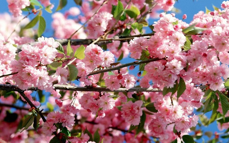 Pink Cherry Blossoms — Serene, Spring, Photograph, Branches, Leaves, Sky