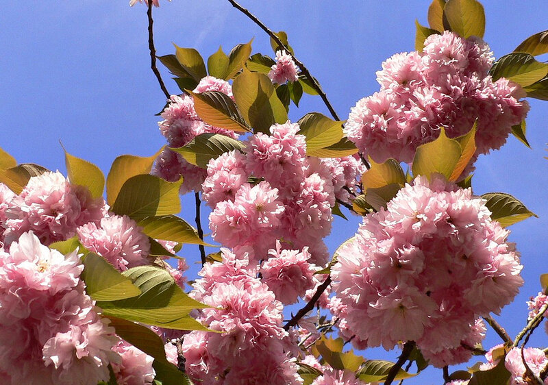 Pink Cherry Blossoms — Serene, Spring, Photograph, Branches, Leaves