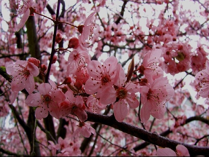 Pink Cherry Blossoms — Serene, Spring, Photograph, Branches, Raindrops