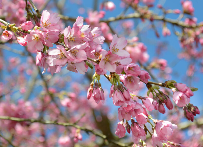 Pink Cherry Blossoms — Serene, Spring, Photograph, Branches, Sky, Buds