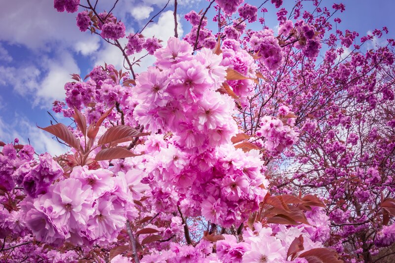 Pink Cherry Blossoms — Serene, Spring, Photograph, Branches, Sky, Clouds