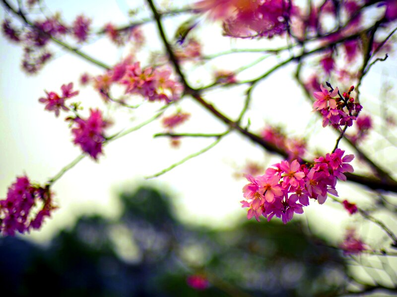 Pink Cherry Blossoms — Serene, Spring, Photograph, Branches, Sky, Greenery