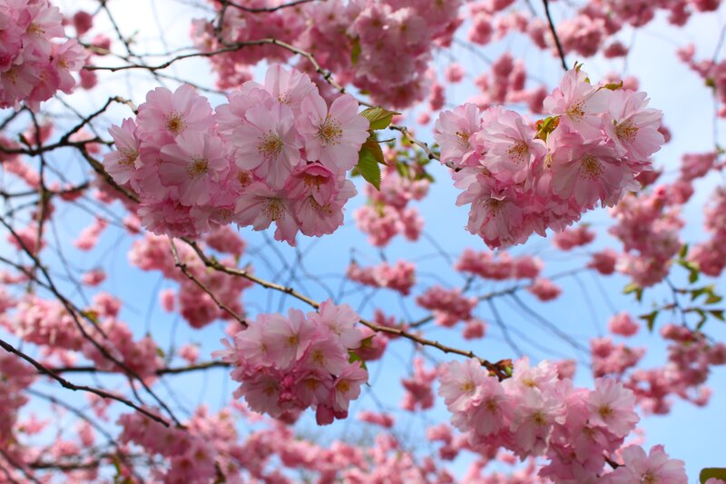 Pink Cherry Blossoms — Serene, Spring, Photograph, Branches, Sky, Leaves