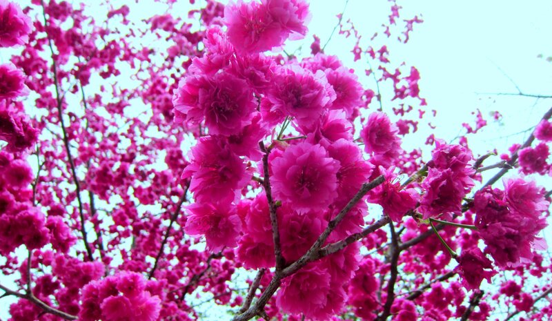 Pink Cherry Blossoms — Serene, Spring, Photograph, Branches, Sky