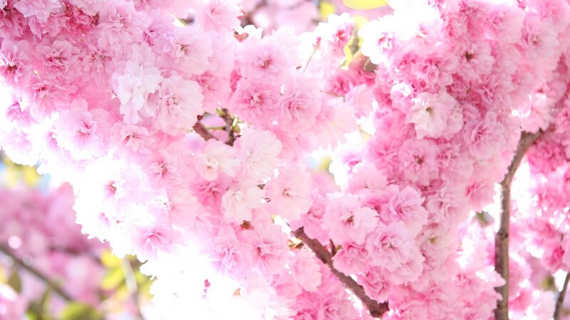 Pink Cherry Blossoms — Serene, Spring, Photograph, Branches, Sunlight