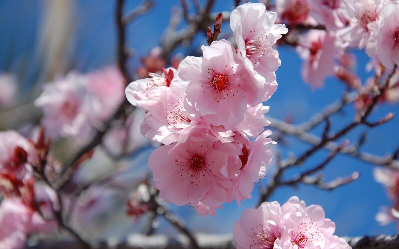 Pink Cherry Blossoms — Serene, Spring, Photograph, Branches