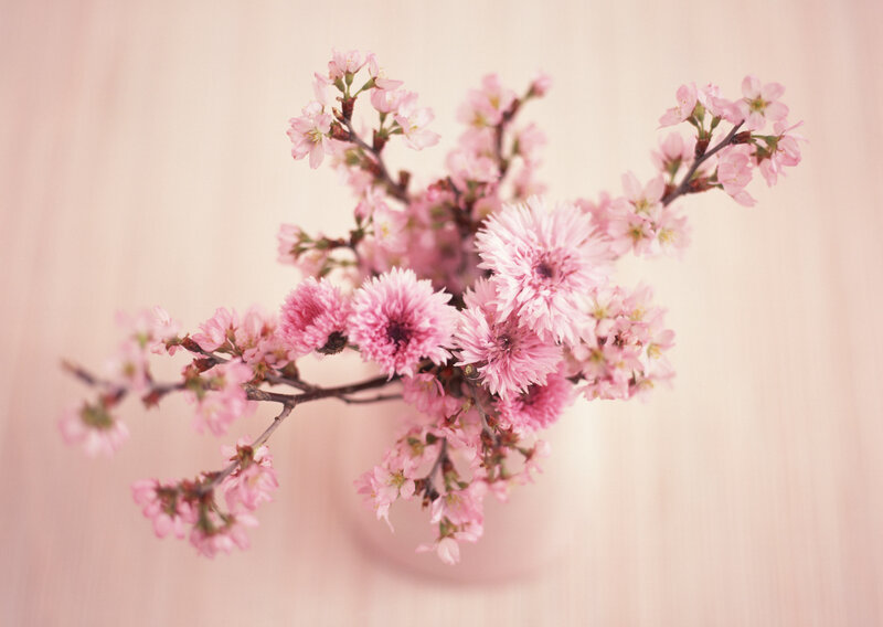 Pink Cherry Blossoms — Serene, Spring, Photograph, Branches, Vase