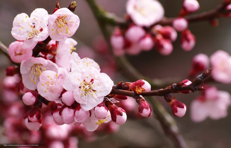 Pink Cherry Blossoms — Serene, Spring, Photograph, Buds, Branches
