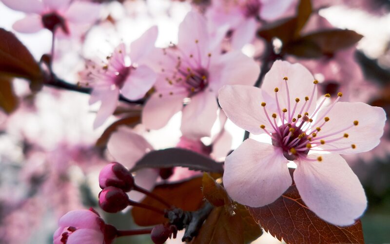 Pink Cherry Blossoms — Serene, Spring, Photograph, Buds, Leaves, Brown