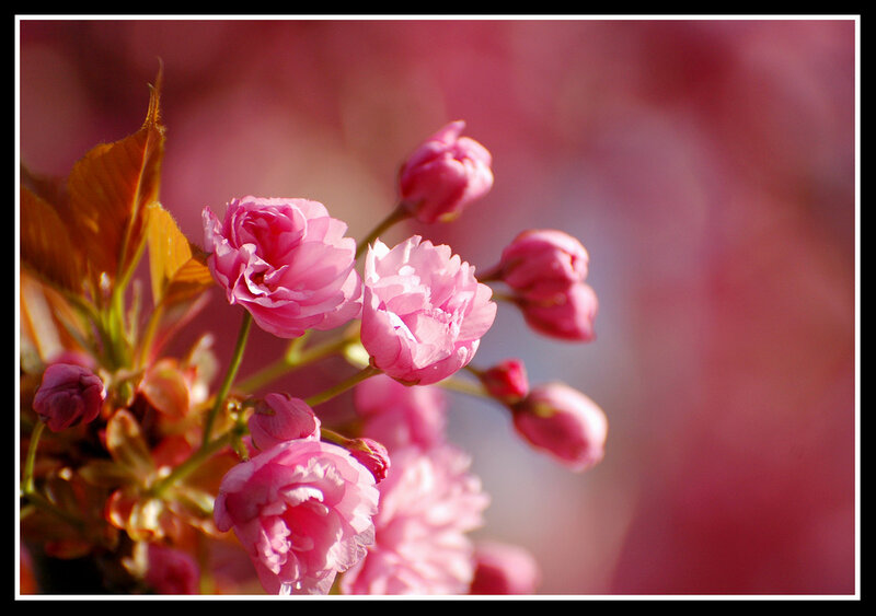 Pink Cherry Blossoms — Serene, Spring, Photograph, Buds, Leaves