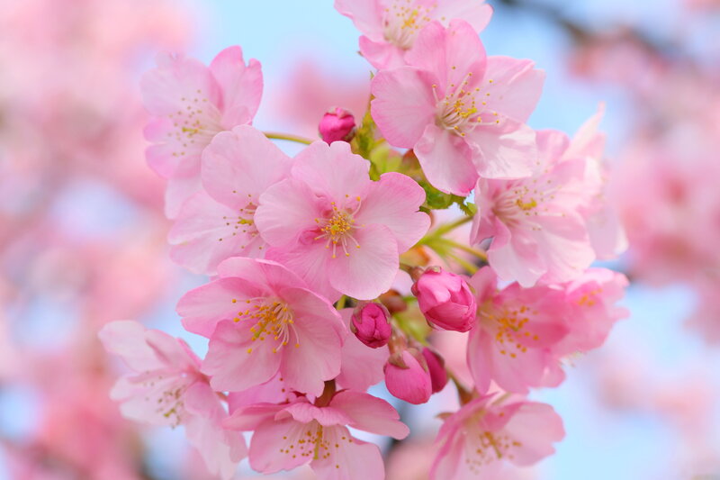 Pink Cherry Blossoms — Serene, Spring, Photograph, Buds, Sky