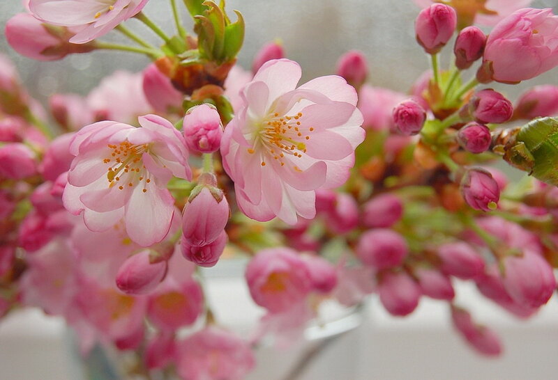 Pink Cherry Blossoms — Serene, Spring, Photograph, Buds, Stamen