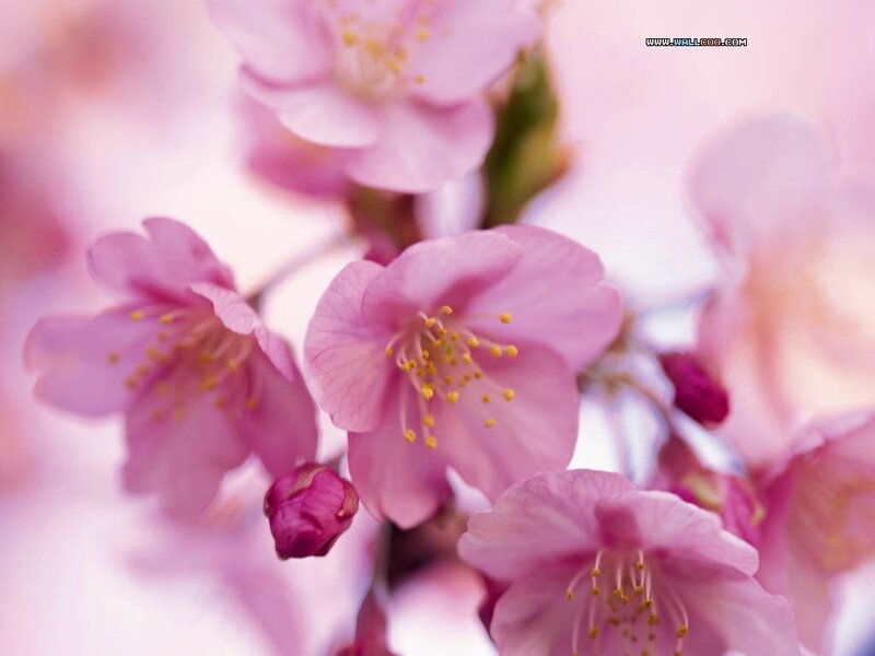 Pink Cherry Blossoms — Serene, Spring, Photograph, Buds, Stamen, White