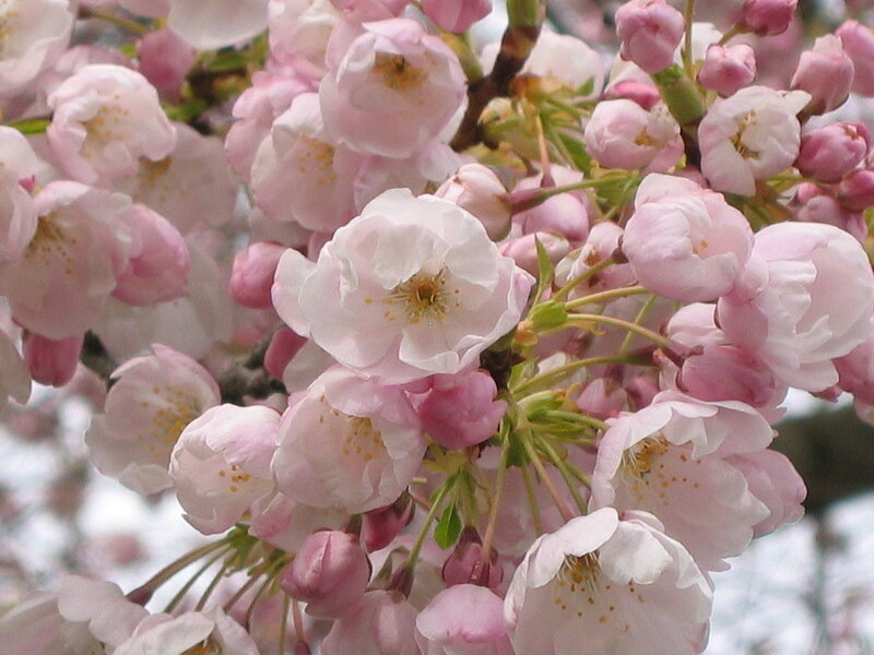 Pink Cherry Blossoms — Serene, Spring, Photograph, Buds