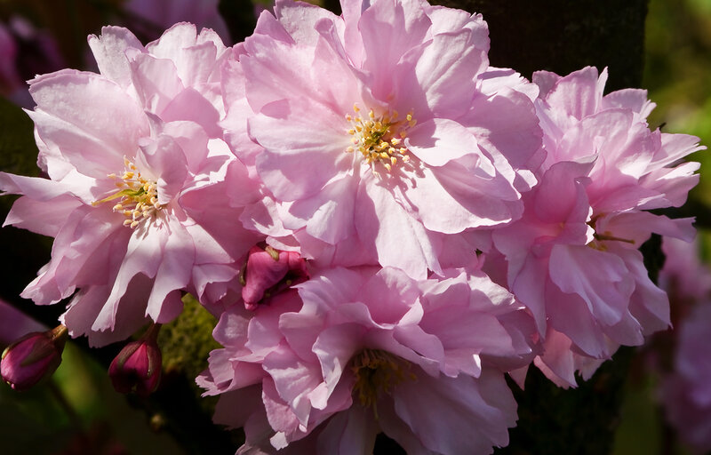 Pink Cherry Blossoms — Serene, Spring, Photograph, Buds, Tree Trunk
