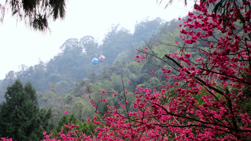 Pink Cherry Blossoms — Serene, Spring, Photograph, Cable Cars