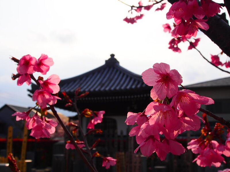 Pink Cherry Blossoms — Serene, Spring, Photograph, Cherry Blossoms