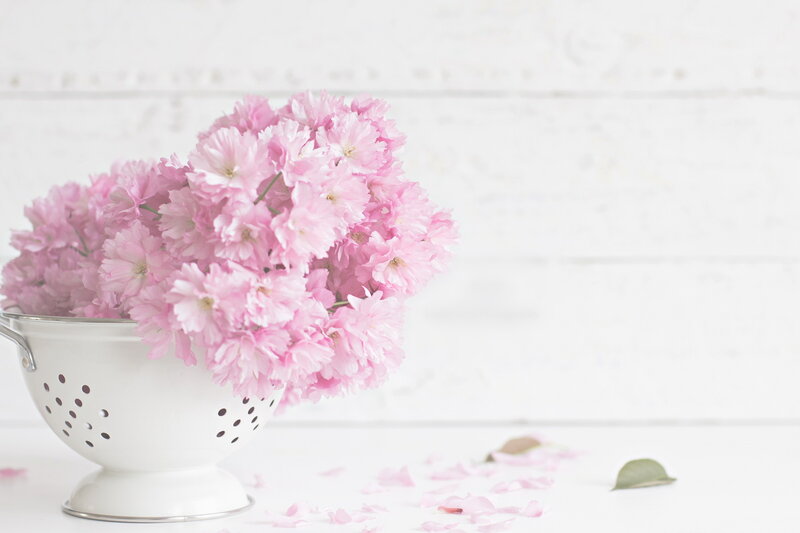 Pink Cherry Blossoms — Serene, Spring, Photograph, Colander