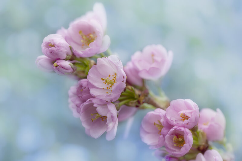 Pink Cherry Blossoms — Serene, Spring, Photograph, Flower, Blossom