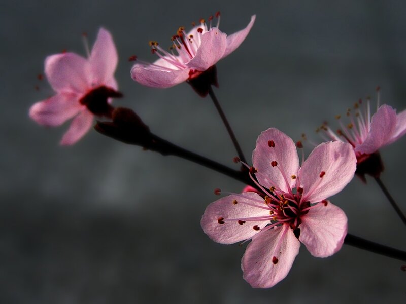 Pink Cherry Blossoms — Serene, Spring, Photograph, Flower, Branch, Buds