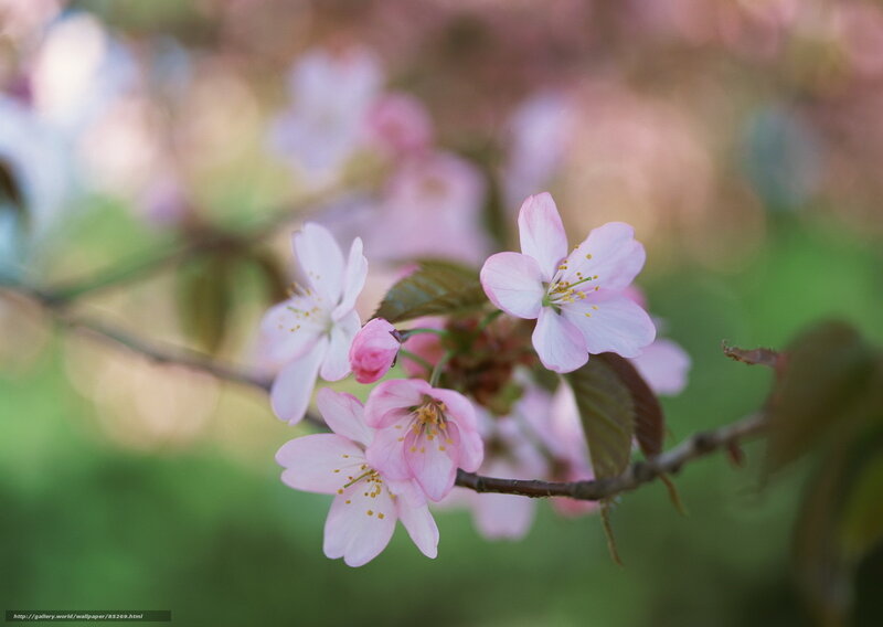 Pink Cherry Blossoms — Serene, Spring, Photograph, Flower, Branch, Leaf